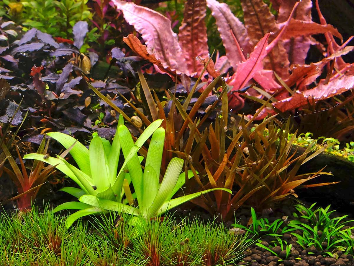 Página del diario de un acuario plantado