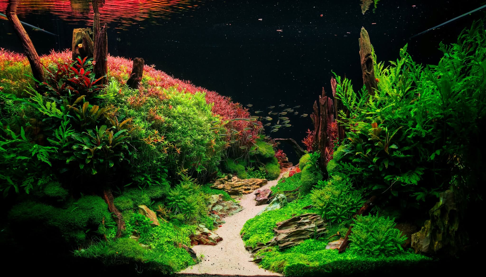 Acuario plantado
